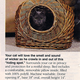 Illustration for article titled Doctors Foster Smith: The Crazy Cat Lady Catalog